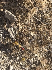 Tegrodera aloga