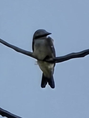Scissor-tailed Flycatcher