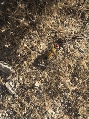 Tegrodera aloga