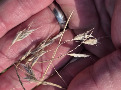 Japanese brome