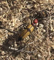 Tegrodera aloga