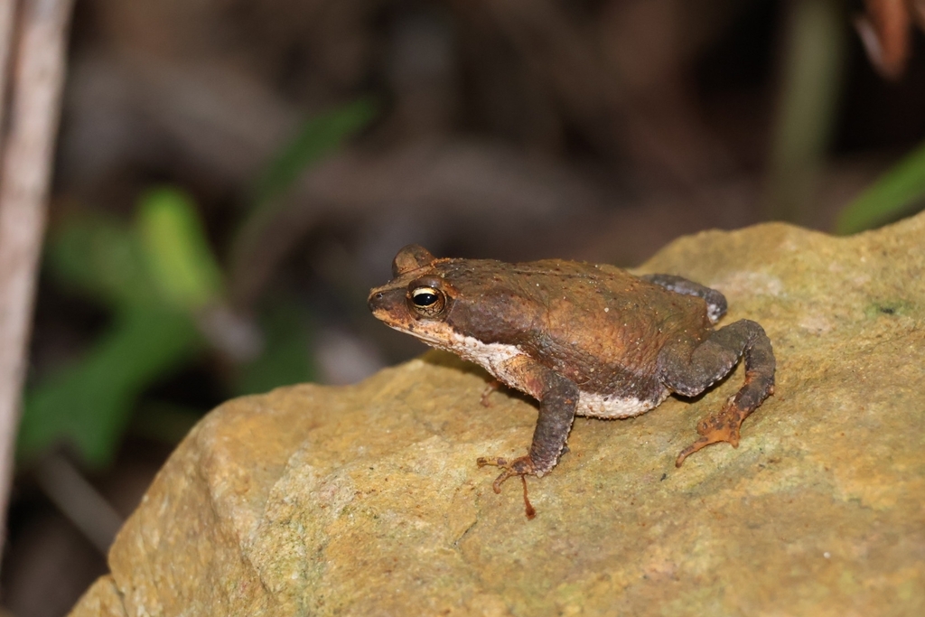 Western Cuba Long-nosed Toad (Peltophryne longinasus)
