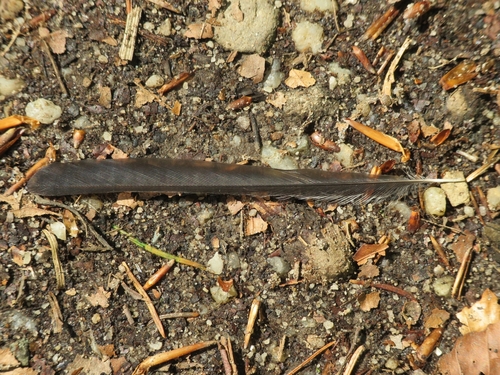 Plume de Orite à longue queue