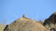 Agama aculeata distanti