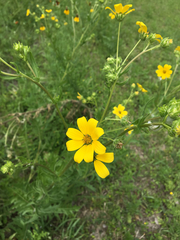 Engelmannia peristenia