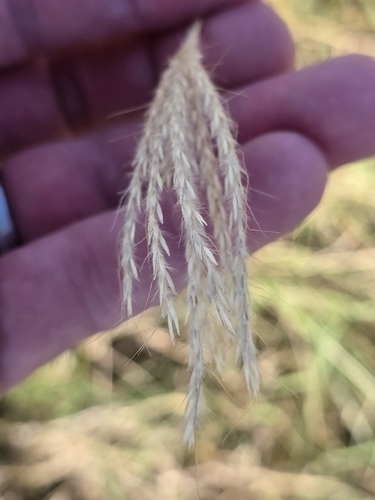 King Ranch bluestem