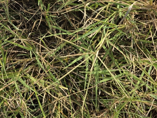 Bermuda grass