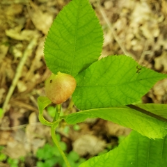Phylloxera caryaecaulis