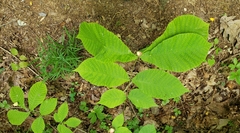 Phylloxera caryaecaulis