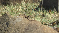 Agama aculeata distanti