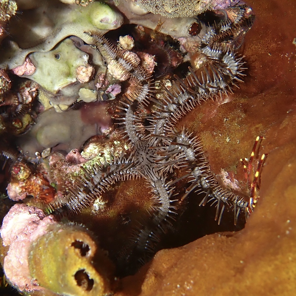 Oersted's Brittle STar
