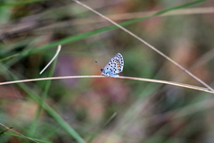 Pseudophilotes vicrama