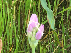 Allium unifolium