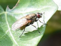 Hydrophoria lancifer