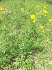 Engelmannia peristenia