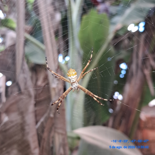 Silver Garden Orbweaver