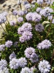 Globularia