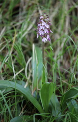 Orchis purpurea