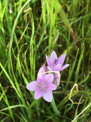 Allium unifolium