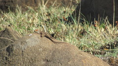 Agama aculeata distanti