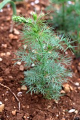 Consolida orientalis