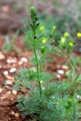 Consolida orientalis