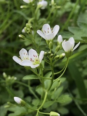 Cardamine amara