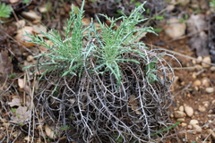 Ptilostemon echinocephalus