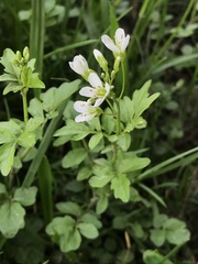 Cardamine amara