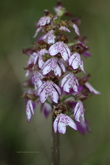 Orchis purpurea
