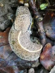 Tandonia rustica