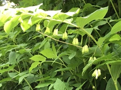 Polygonatum multiflorum