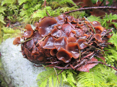 Ciboria rufofusca