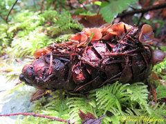 Ciboria rufofusca