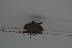 Ptyonoprogne