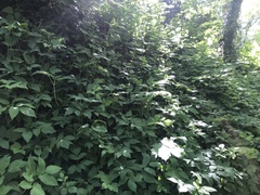 Polygonatum multiflorum