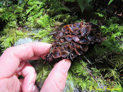 Ciboria rufofusca