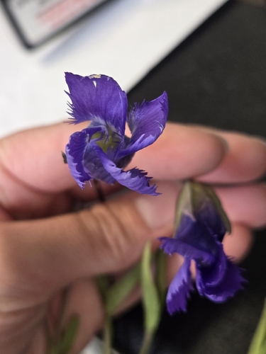 Gentianopsis detonsa observed 2026-08-05