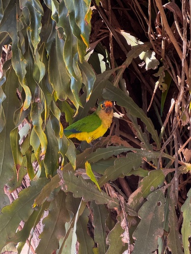 Peach-fronted Parakeet