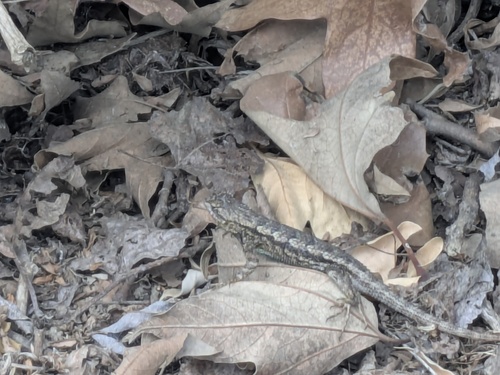 iNaturalist observation photo of Western Fence Lizard