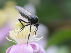 Empis ciliata