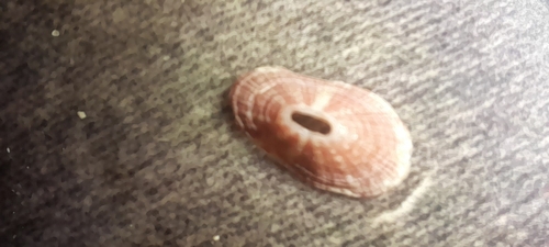 Fissurella mutabilis, 2026-08-05