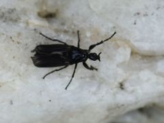 Dilophus febrilis