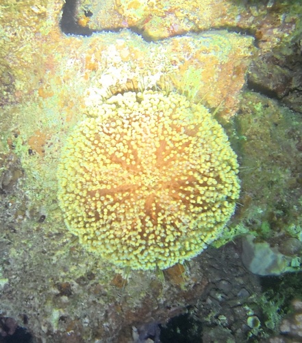 Asthenosoma observed 2026-08-04