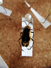 Chauliognathus distinguendus