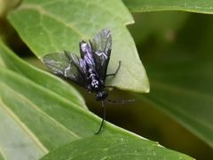 Phymatocera aterrima