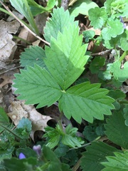 Fragaria vesca