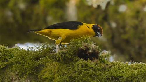 iNaturalist image