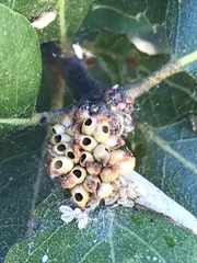 Callirhytis serricornis