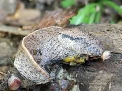 Tandonia rustica